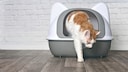 Cat Exits Litter Box