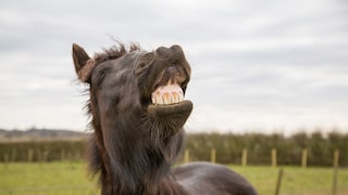 Icelandic Horse Exhibits Flehmen Response