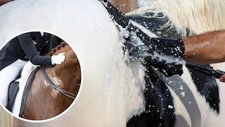 Horse being washed, second image inserted with foam, sweating horse
