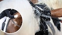 Horse being washed, second image inserted with foam, sweating horse