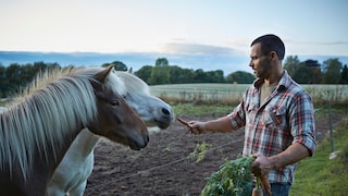 Even seemingly harmless foods can be dangerous for horses and ponies—unauthorized feeding can, in the worst case, be fatal.