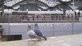 Two Pigeons at Cologne Central Station