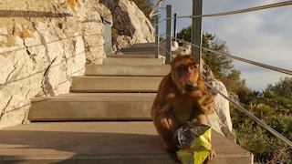 Monkey in Gibraltar Eats Chips From a Bag