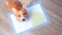 Dog Urinated on a Mat