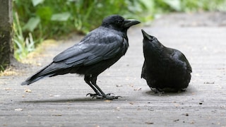 Adult common raven (Corvus corax) with a begging juvenile