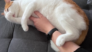 Cat Remo Bites His Own Fur While Grooming