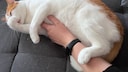 Cat Remo Bites His Own Fur While Grooming