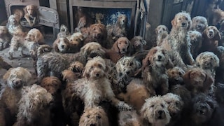 Dogs in a Room