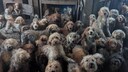 Dogs in a Room