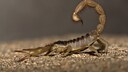 Desert Hairy Scorpion (Hadrurus arizonensis)