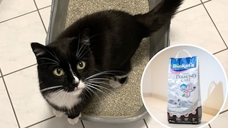 Collage of Sweety the cat in the litter box and the cat litter