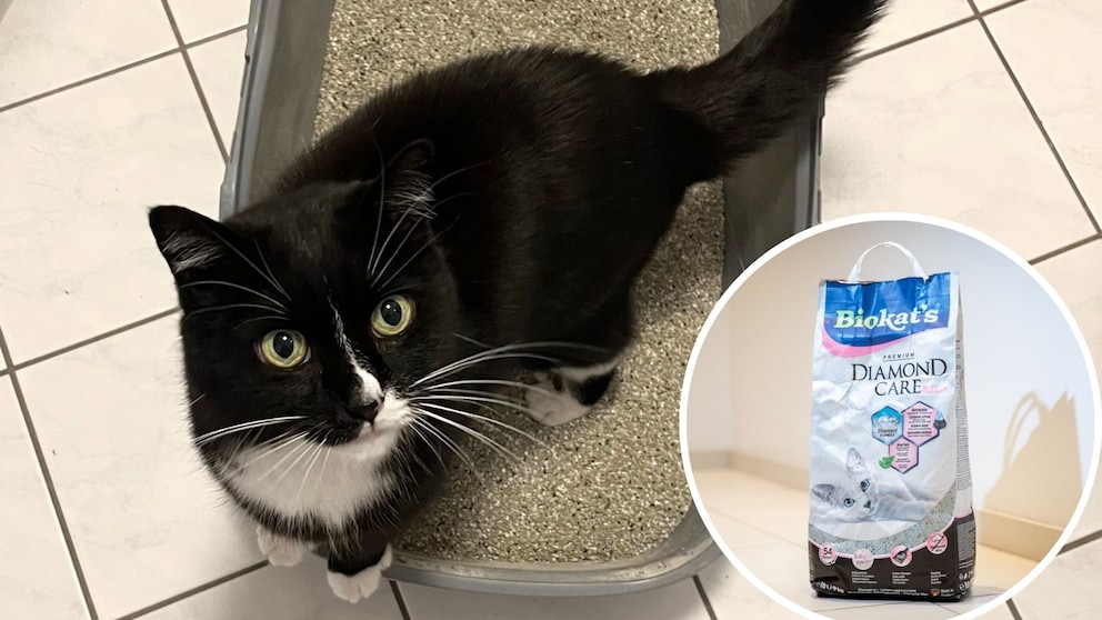 Collage of Sweety the cat in the litter box and the cat litter