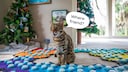 Flounder the fishing cat next to her soundboard