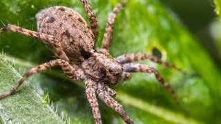 Dark Wolf Spider Pardosa amentata on Leaf