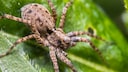 Dark Wolf Spider Pardosa amentata on Leaf