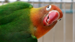 A songbird looks into the camera while singing