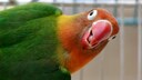 A songbird looks into the camera while singing