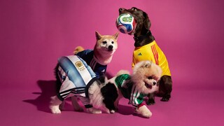 Four Dogs in Soccer Jerseys