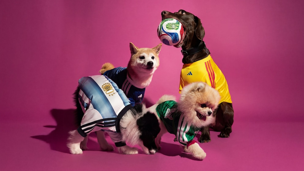 Four Dogs in Soccer Jerseys
