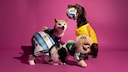 Four Dogs in Soccer Jerseys
