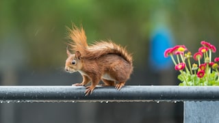 Squirrel Holds Tail Over Back in Rain