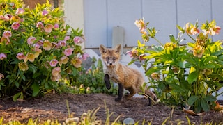 Fox Cub in the Garden