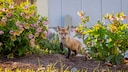 Fox Cub in the Garden