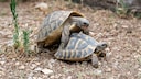 Two Turtles Mating