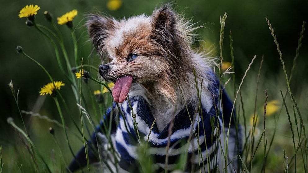 Lazare, a Papillon, with his tongue hanging out on a blooming meadow