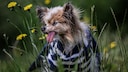 Lazare, a Papillon, with his tongue hanging out on a blooming meadow