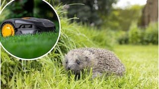 A hedgehog sits on a meadow. In the upper left corner, a robotic lawn mower can be seen.