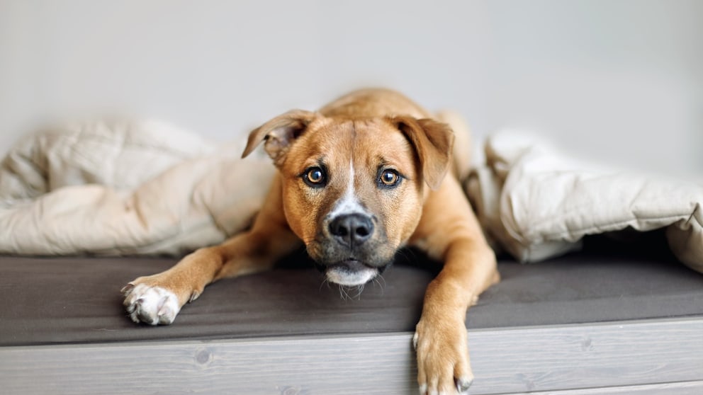 Dog Stares Into the Camera