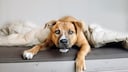 Dog Stares Into the Camera