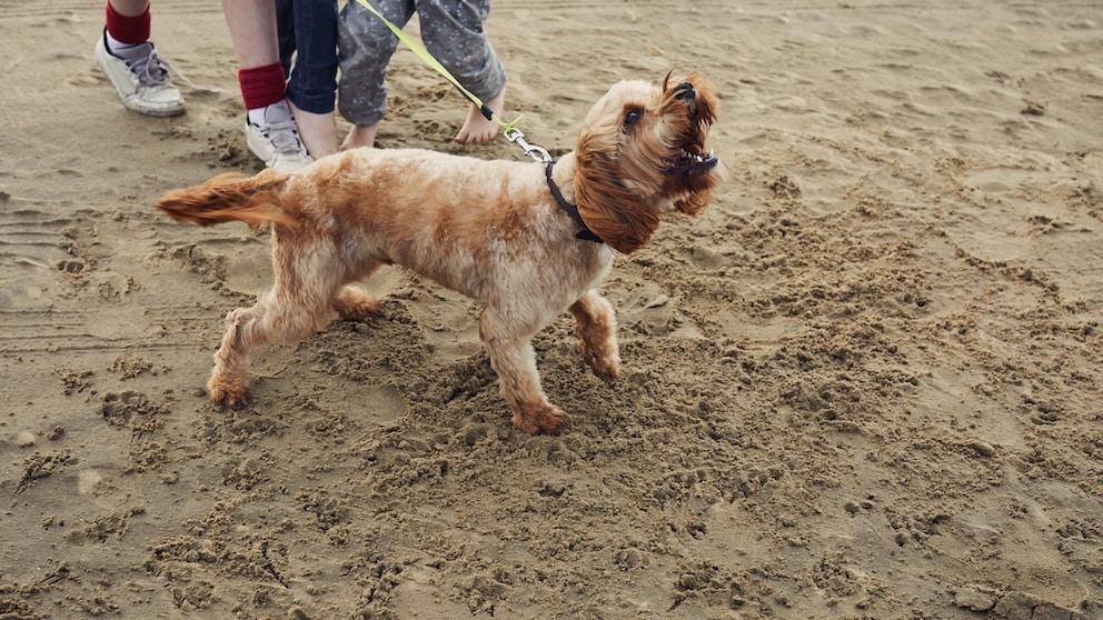 Dog on Leash Barks at Someone