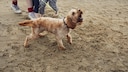 Dog on Leash Barks at Someone