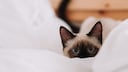 Siamese Cat Peeks Out From Between Cushions