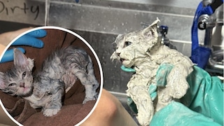 Cat Elmer Covered in Glue and After Several Oil Baths (District)