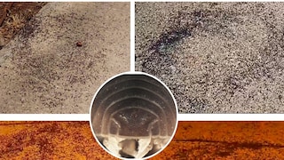 Images from videos show masses of woodlice moving in circles