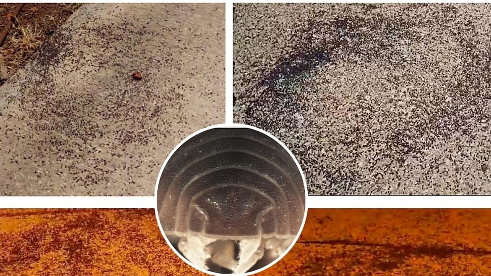 Images from videos show masses of woodlice moving in circles