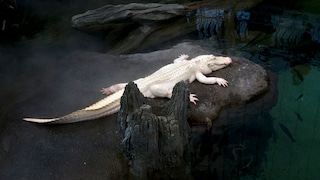 Albino Crocodile Lies Alone on the Shore