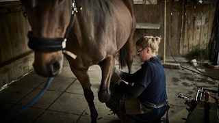 Farrier Lifts Hoof of Brown Horse
