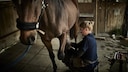 Farrier Lifts Hoof of Brown Horse
