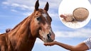 Hand Feeds Horse: Psyllium Husks in Focus