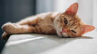 Cat Lies and Looks at the Camera