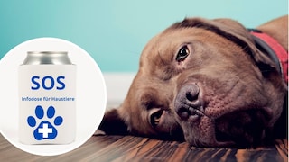 A dog is lying on its side on the ground. To the left of its head is a can labeled "SOS Info Can for Pets."
