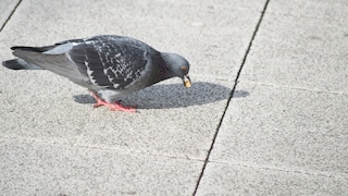 Pigeon Eats Corn Kernel