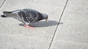 Pigeon Eats Corn Kernel