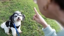 Woman Scolds Dog