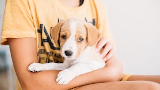 A puppy in a child's arms