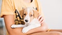 A puppy in a child's arms